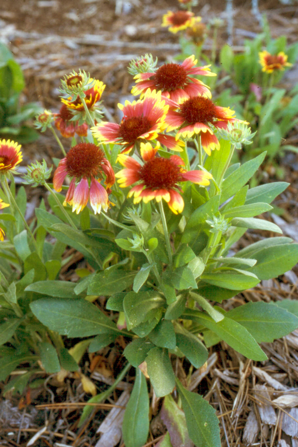 Goblin Blanket Flower